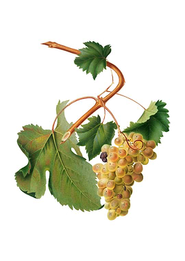 Vintage Vermentino Grapes