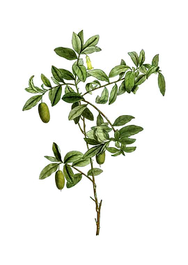 Vintage Apple Berry Fruit