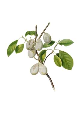 Vintage Plum on White