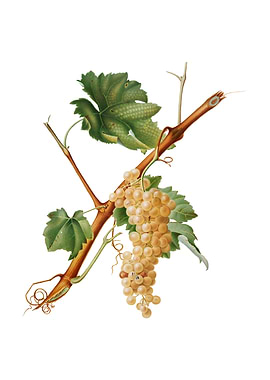 Vintage Vermentino Grapes