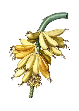 Vintage Banana on White