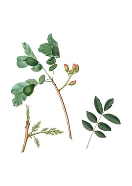 Vintage Pistachio on White