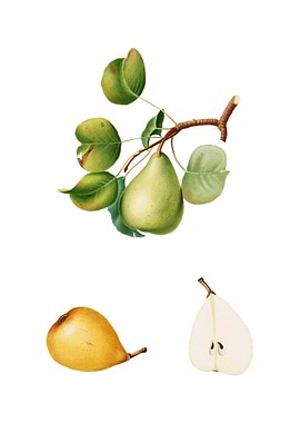 Vintage Pear on White