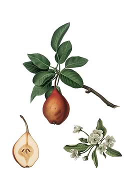 Vintage Pear on White