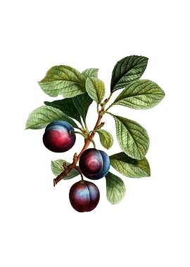 Vintage Cherry Plum Fruit