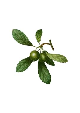 Vintage Crabapple on White