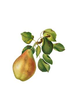 Vintage Pear Branch Fruit