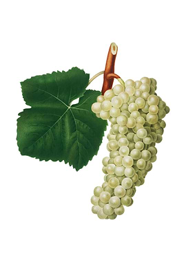 Vintage White Grape Fruit