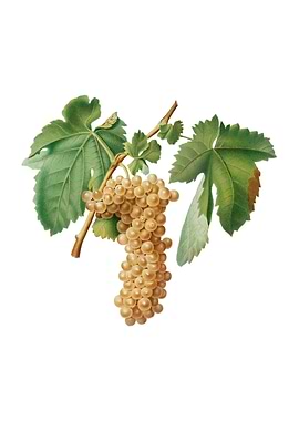 Vintage Trebbiano Grapes