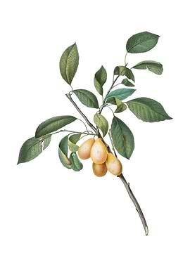 Vintage Plum on White