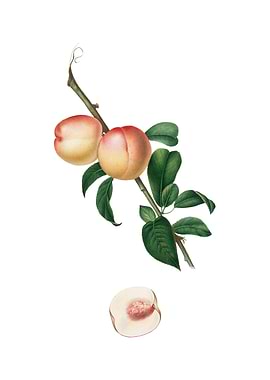 Vintage White Walnut Fruit