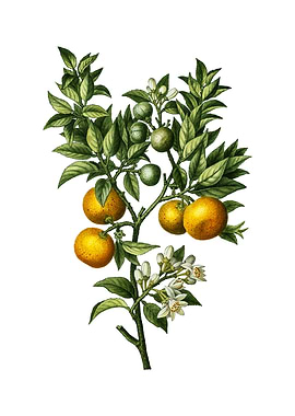 Vintage Bitter Orange