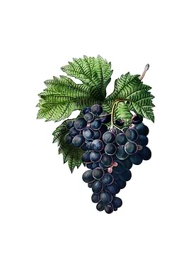 Vintage Grape Vine Fruit