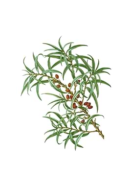 Common Sea Buckthorn Fruit