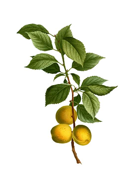 Vintage Briancon Apricot