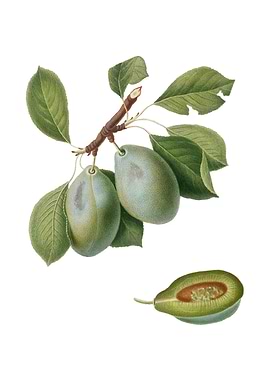 Vintage Plum on White