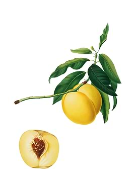 Vintage Yellow Apricot