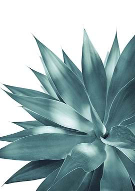 Agave Vivid Delight 3
