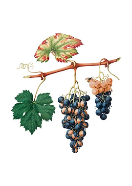 Vintage Summer Grape Fruit