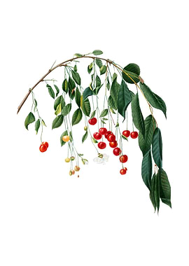 Vintage Visciola Cherries