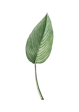 Powdery Alligator Flag