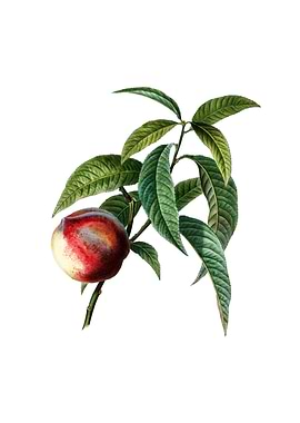 Vintage Peach on White