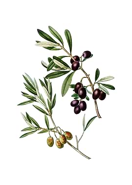 Vintage Olive on White