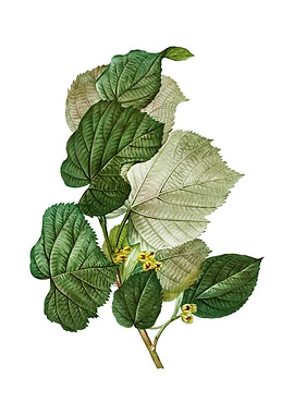 Vintage Linden Tree Branch