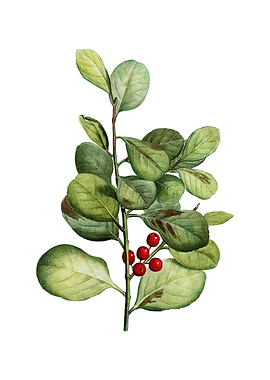 Lingonberry Evergreen