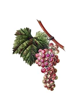 Vintage Grape Vine Fruit