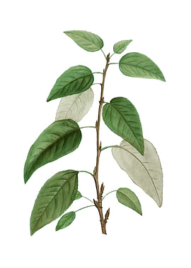 Balsam Poplar Leaves Plant