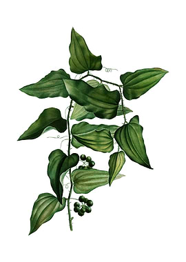 Vintage Common Smilax