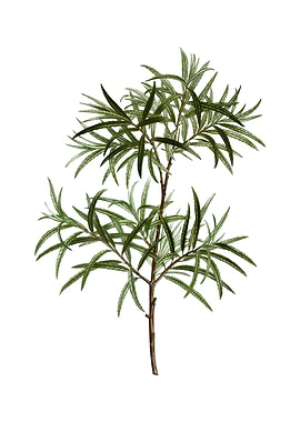 Vintage Bitter Willow