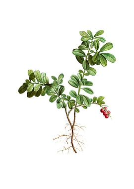 Vintage Lingonberry Fruit