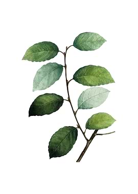 Vintage Eared Willow Plant