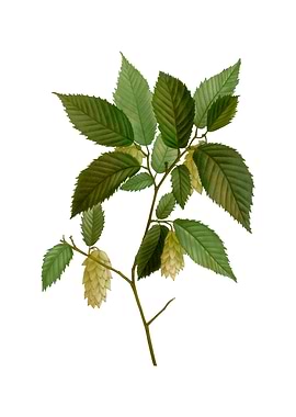 American Hophornbeam Plant