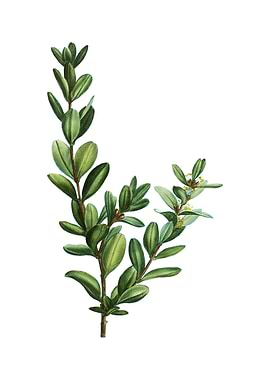 Buxus Colchica Bush Plant