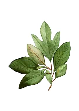 Vintage Bay Laurel Branch