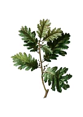 Vintage Hungarian Oak