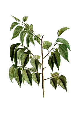 Vintage Common Hackberry