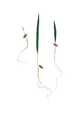 Vintage Date Palm on White