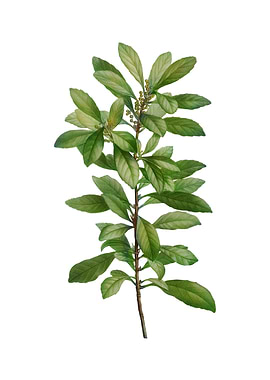 Firetree Branch Plant
