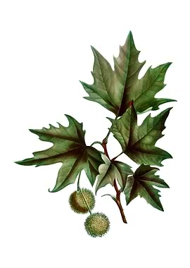 Vintage Old World Sycamore