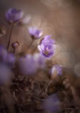 Purple Hepatica nobilis