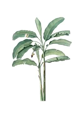 Vintage Banana Tree Plant