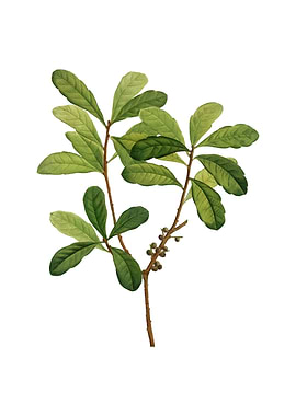 Vintage Northern Bayberry