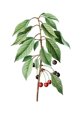 Vintage Wild Cherry Fruit
