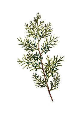 Vintage Virginian Juniper