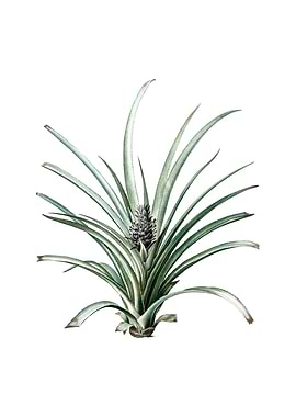 Vintage Pineapple on White