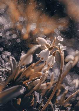 Snowdrops in the garden